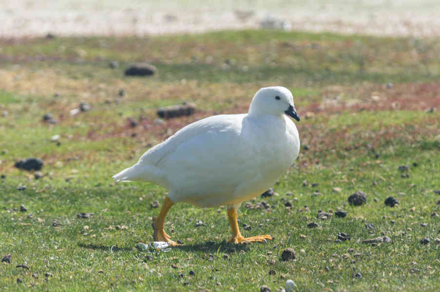 Ganso de Algas - islas Falkland o Malvinas 04.jpg